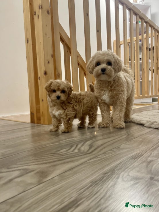 Maltipoo honden Maltipoo pupjes  - Advertentie 1