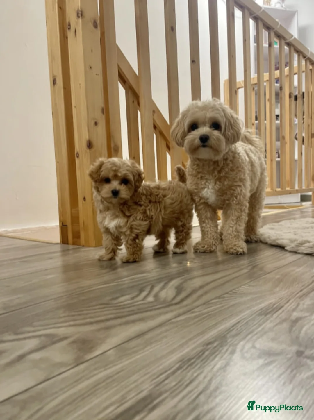 Maltipoo honden te koop: Maltipoo pupjes  - Advertentie 1