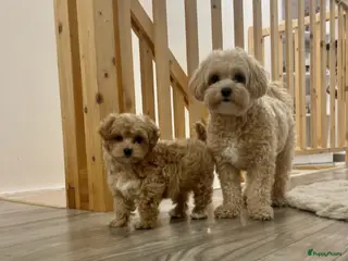 Maltipoo honden Maltipoo pupjes - Advertentie 1