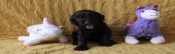 Barbet honden te koop: Barbet pups - Advertentie 39