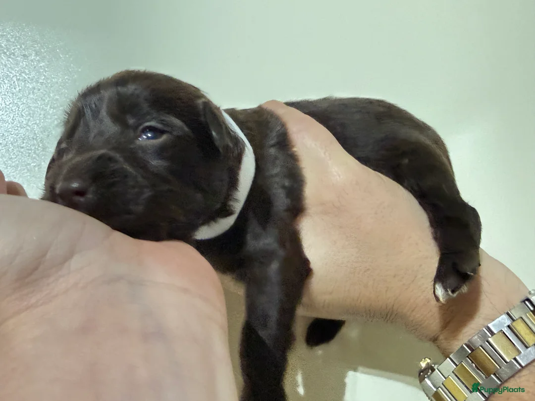 Labradoodle honden te koop: Hele mooie chocolade labradoodle puppy’s  - Advertentie 9