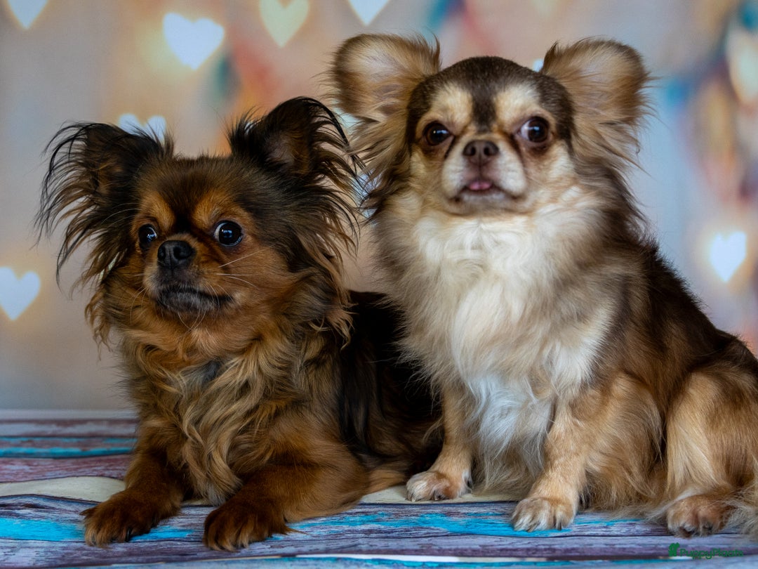 Chihuahua honden te koop: Chihuahua langhaar pupjes - Afbeelding 11