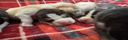 Beagle honden te koop: Beaglepups geboren!!! - Advertentie 5