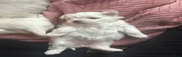 Maltezer honden te koop: Mini Maltezer  - Advertentie 8