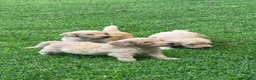 Labradoodle honden te koop: Labradoodle mini pups F3 reutjes blond/abrikoos - Advertentie 1