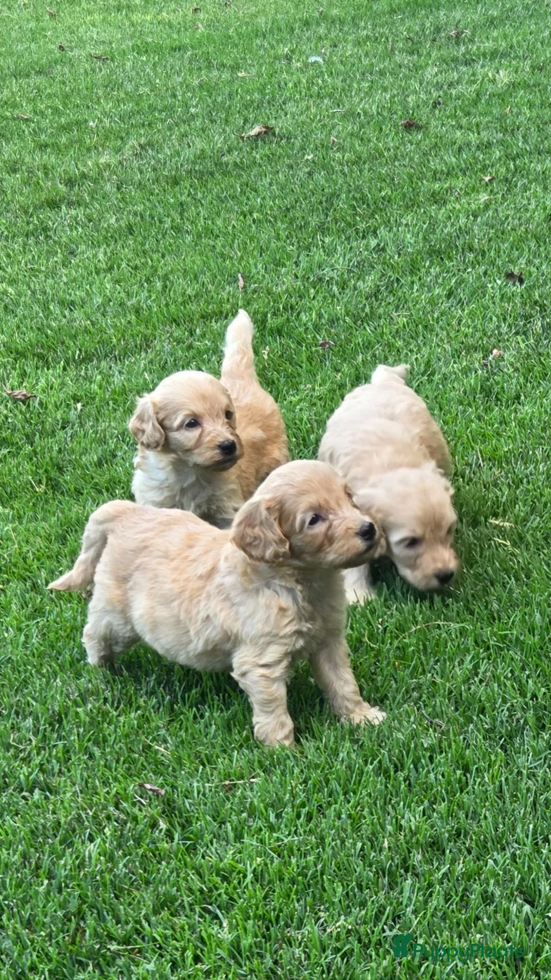 Labradoodle honden te koop: Labradoodle mini pups F3 reutjes blond/abrikoos - Advertentie 1