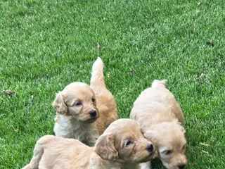 Labradoodle honden Labradoodle mini pups F3 reutjes blond/abrikoos - Advertentie 3