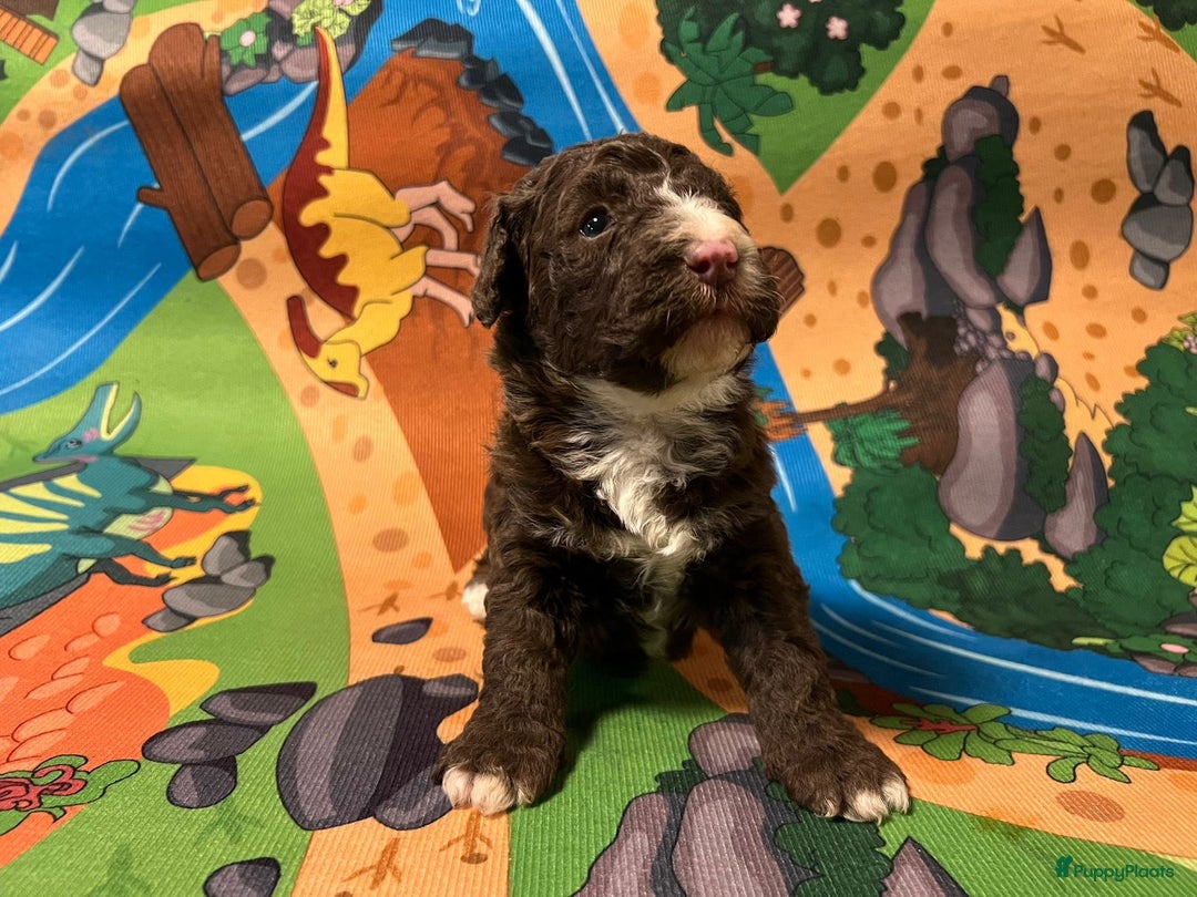 Spaanse Waterhond honden te koop: Spaanse Waterhond pups  - Advertentie 11