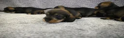 Ruwhaar Teckel honden te koop: Ruwhaar Dwerg/Kaninchen teckel pups met stamboom. - Advertentie 17