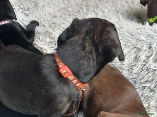 Kruising honden - Advertentie 8