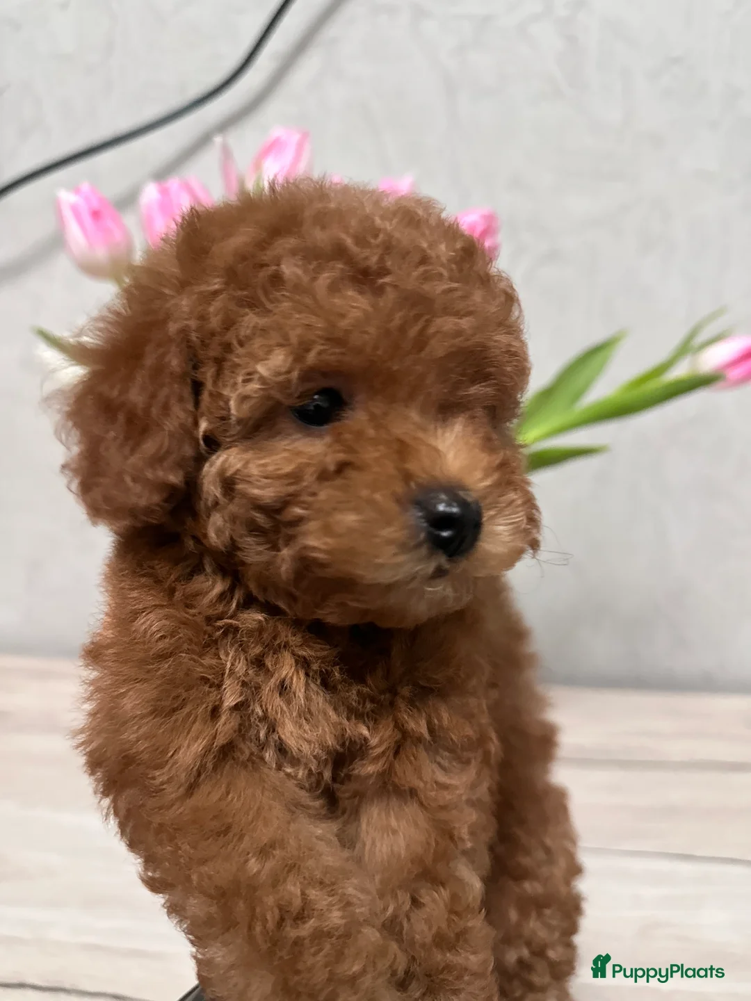 Poedel Toy honden te koop: Schattige Toy Poedel puppy’s in rode (red) kleur - Advertentie 7