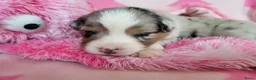 Australian Shepherd honden te koop: Australian Shepherd met FCI Stamboom - Advertentie 17