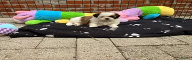 Shih Tzu 1
