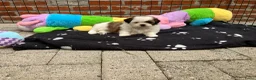 Shih Tzu honden te koop: 2 Shih Tzu pups  - Advertentie 6