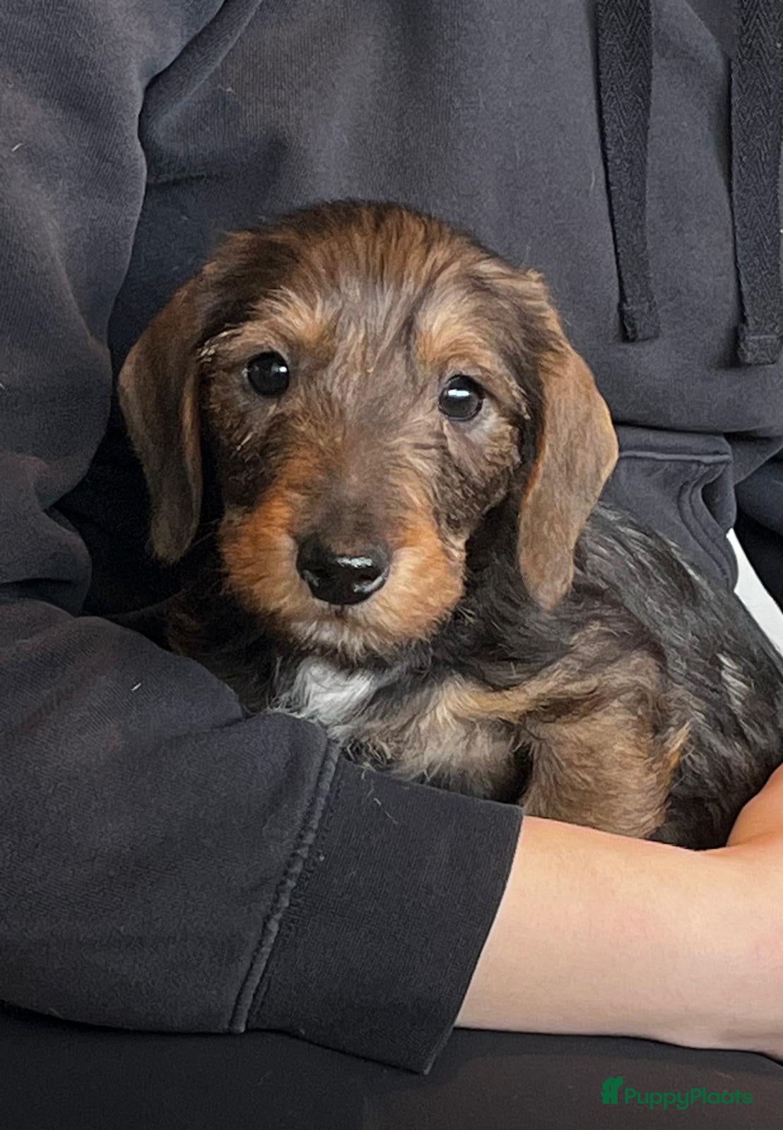 Teckel (langhaar) honden Ruwharige mini teckels ( Antwerpen) - Advertentie 2