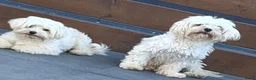 Maltipoo honden te koop: Mini maltipoo teefjes puber - Advertentie 8