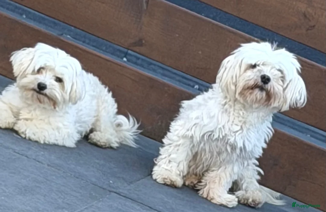 Maltipoo honden te koop: Mini maltipoo teefjes puber - Advertentie 8