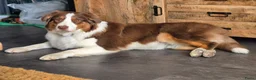 Australian Shepherd honden te koop: Australian shepherd australische herder pups - Advertentie 3