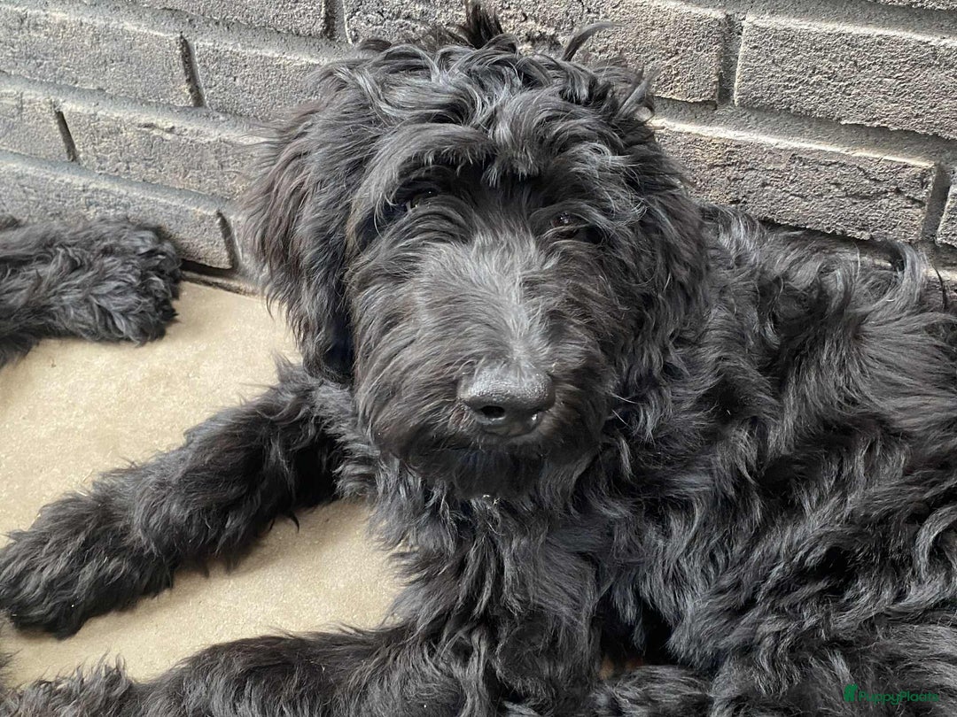 Labradoodle honden te koop: Supermooie labradoodles - Afbeelding 12