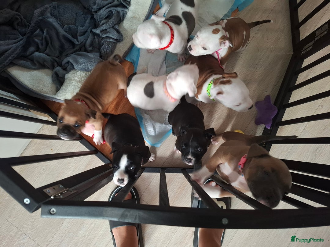 American Staffordshire Terriër honden te koop: American Staffordshire Terriers Pupps  - Advertentie 30