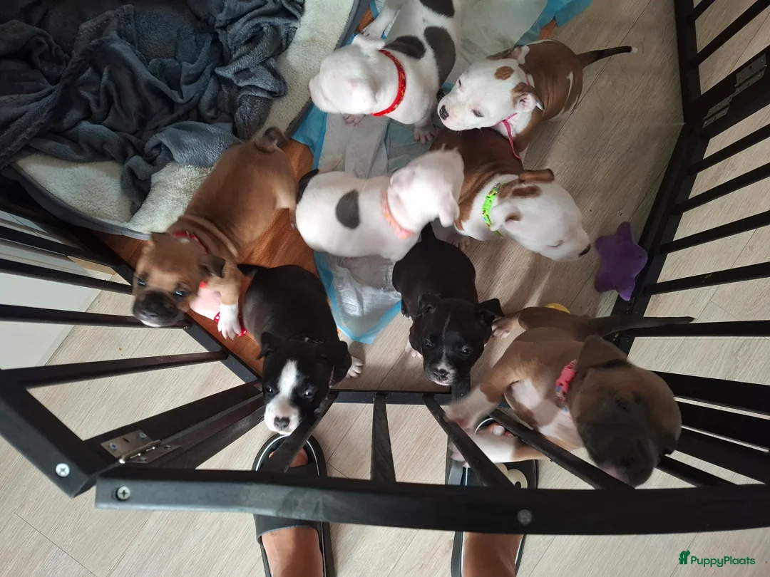 American Staffordshire Terriër honden te koop: American Staffordshire Terriers Pupps  - Advertentie 25