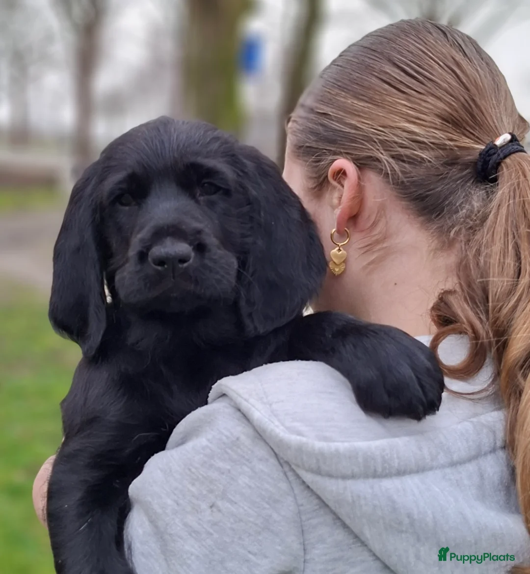 Kruising honden te koop: Labradoodle x Bloedhond / Zwitserse Senner pups - Advertentie 1
