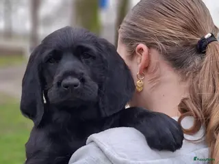 Kruising honden Labradoodle x Bloedhond / Zwitserse Senner pups - Advertentie 2