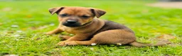 Jack Russel Terriër honden te koop: Prachtige Jack Russel Pup - Advertentie 1