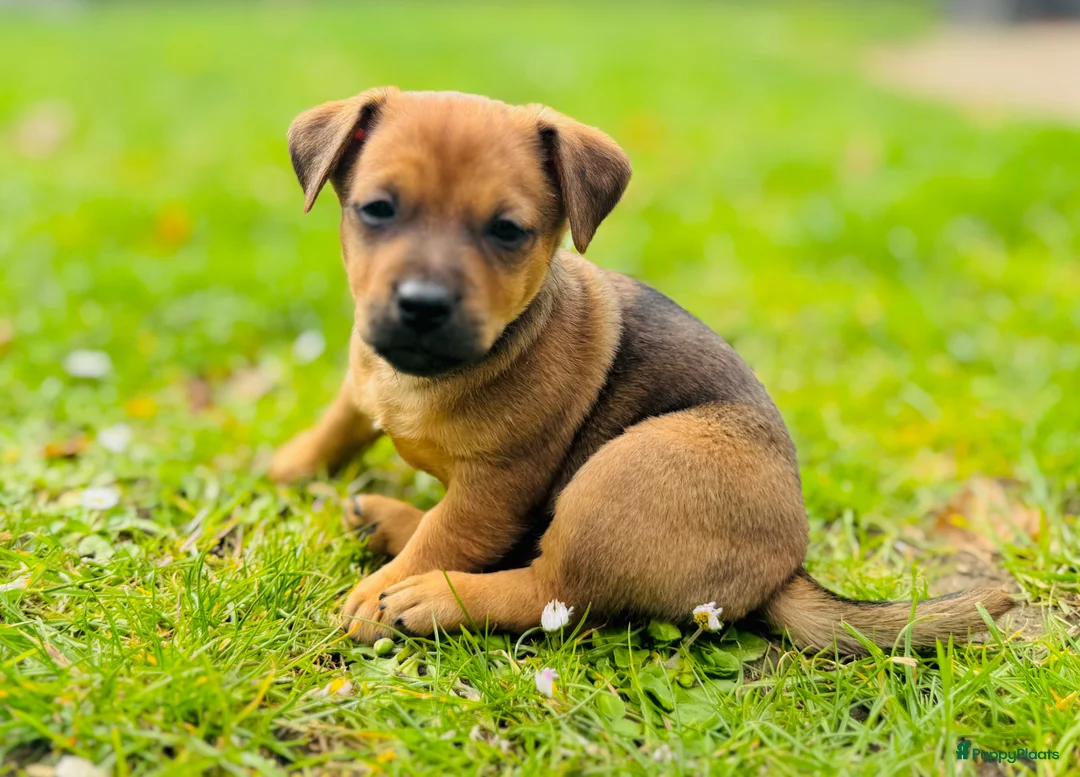 Jack Russel Terriër honden te koop: Prachtige Jack Russel Pup - Advertentie 1