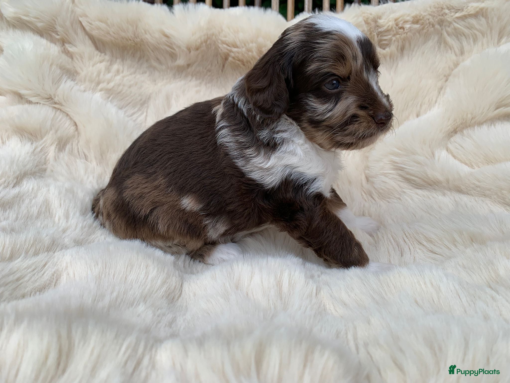 Labradoodle honden 6 prachtige Labradoodle puppy’s beschikbaar - Advertentie 6