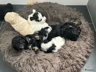 Kruising honden 4 schattige pups labradoodle x Maltipoo - Advertentie 3