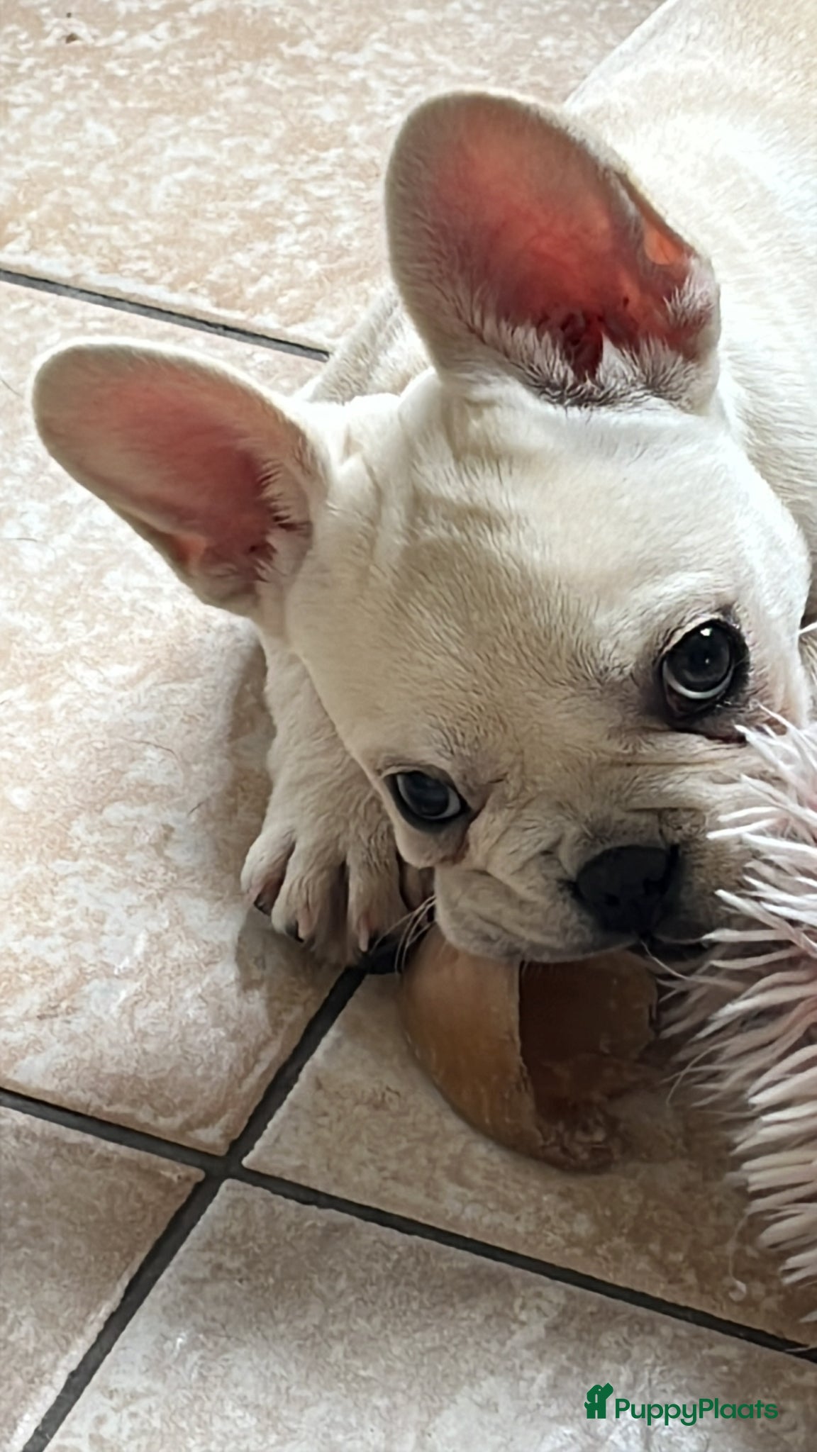 Franse Bulldog honden Franse Bulldog pups unieke creme kleur -België  - Advertentie 1