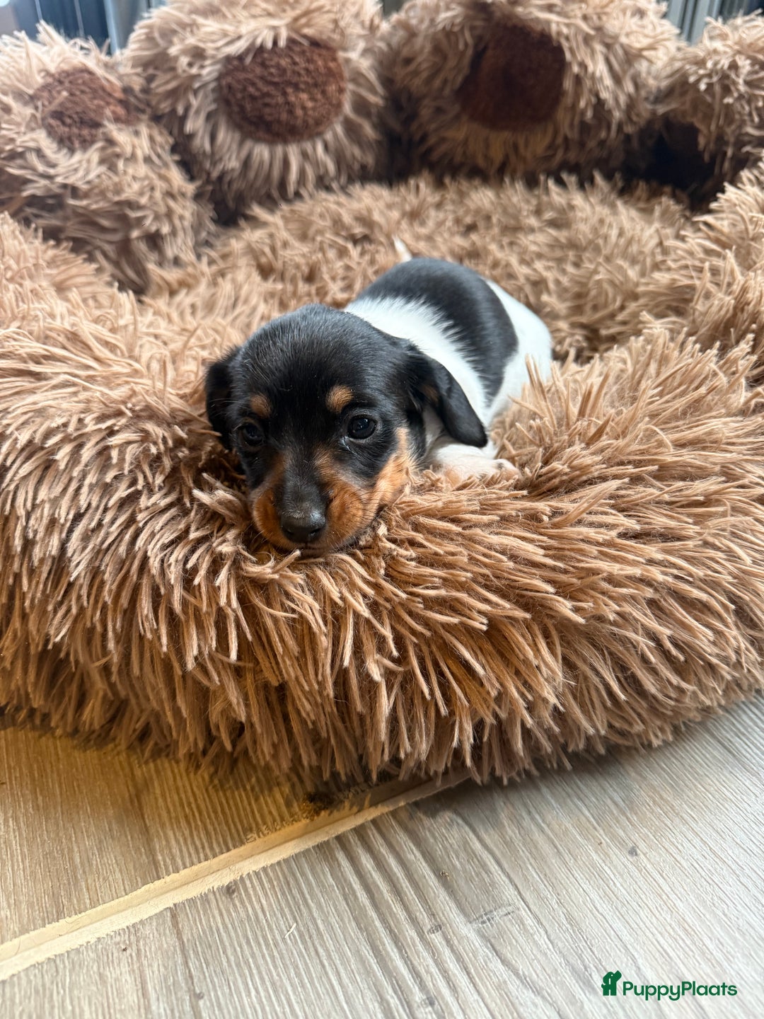 Teckel (korthaar)  honden te koop: Piebald dwergteckel pups - Advertentie 8