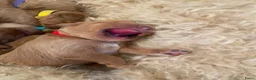 Kruising honden te koop: Knuffelzachte caramel & apricot Labradoodle pups🧡 - Advertentie 2