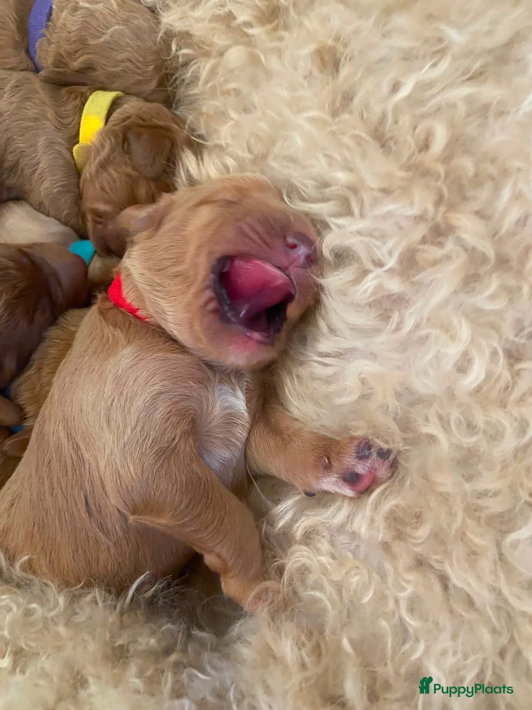 Kruising honden te koop: Knuffelzachte caramel & apricot Labradoodle pups🧡 - Advertentie 2