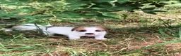 Jack Russel Terriër honden te koop: Jack Russell terriër pups met Stamboom - Advertentie 6