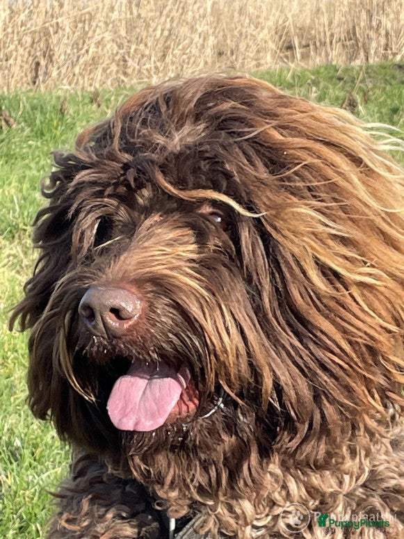 Labradoodle honden labradoodle dekreu  ook op locatie  in Westzaan - Advertentie 2