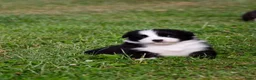 Border Collie honden te koop: Border collie geboren op boerderij (BE) - Advertentie 5