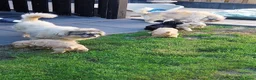 Shihpoo honden te koop: Shih-Poo pups in Elim - Advertentie 7
