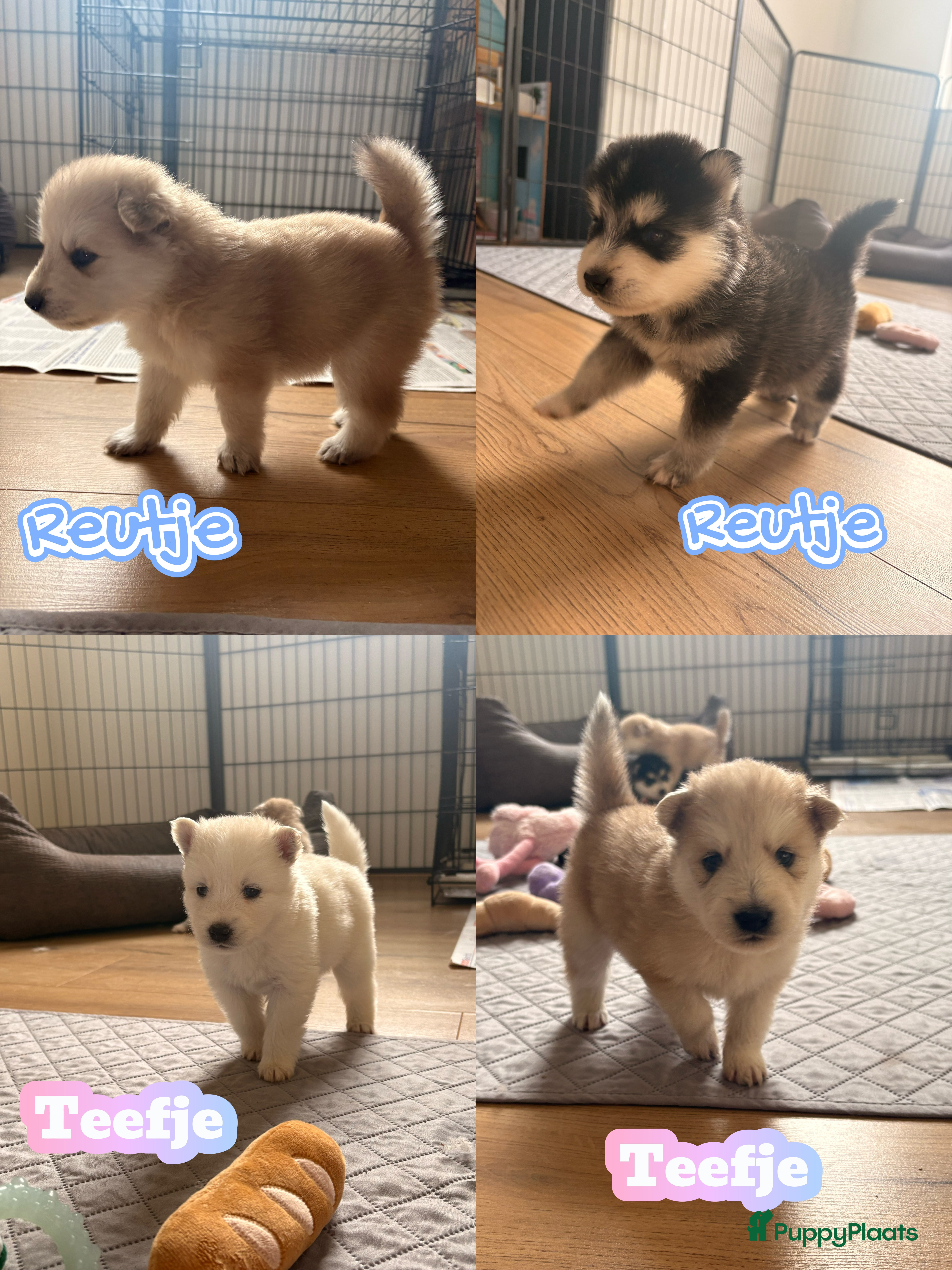 Pomsky honden 🌟 Prachtige Pomsky Pups te Koop  - Advertentie 16