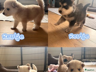 Pomsky honden 🌟 Prachtige Pomsky Pups te Koop - Advertentie 1