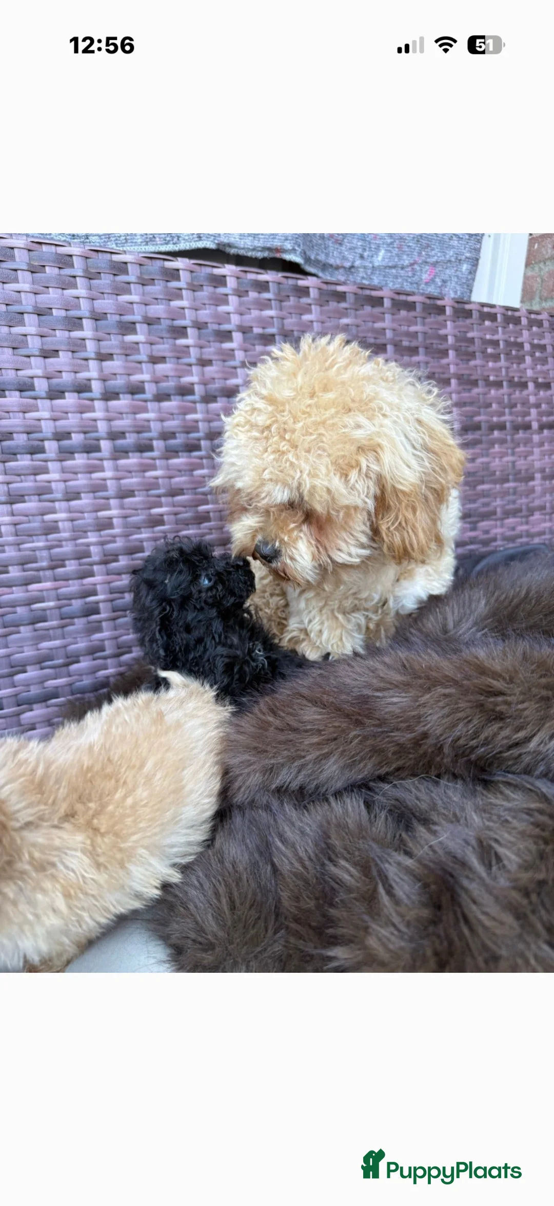 Poedel Toy honden te koop: Toy pooedel teefjes  - Advertentie 1