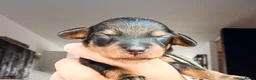 Ruwhaar Teckel honden te koop: Schattige Ruwharige Teckel pups (kaninchen/dwerg) - Advertentie 6