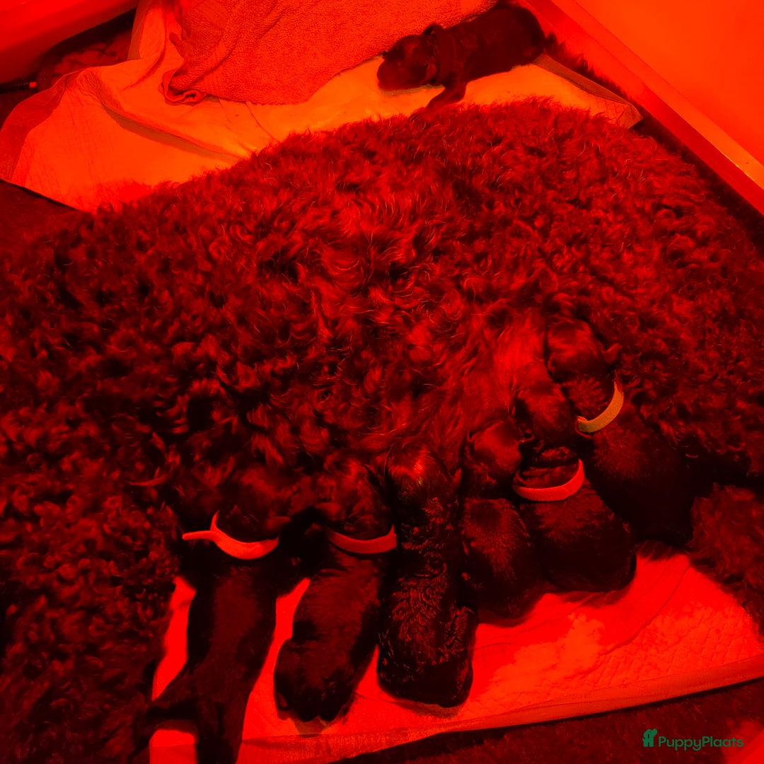 Labradoodle honden te koop: Labradoodle pups - Advertentie 3