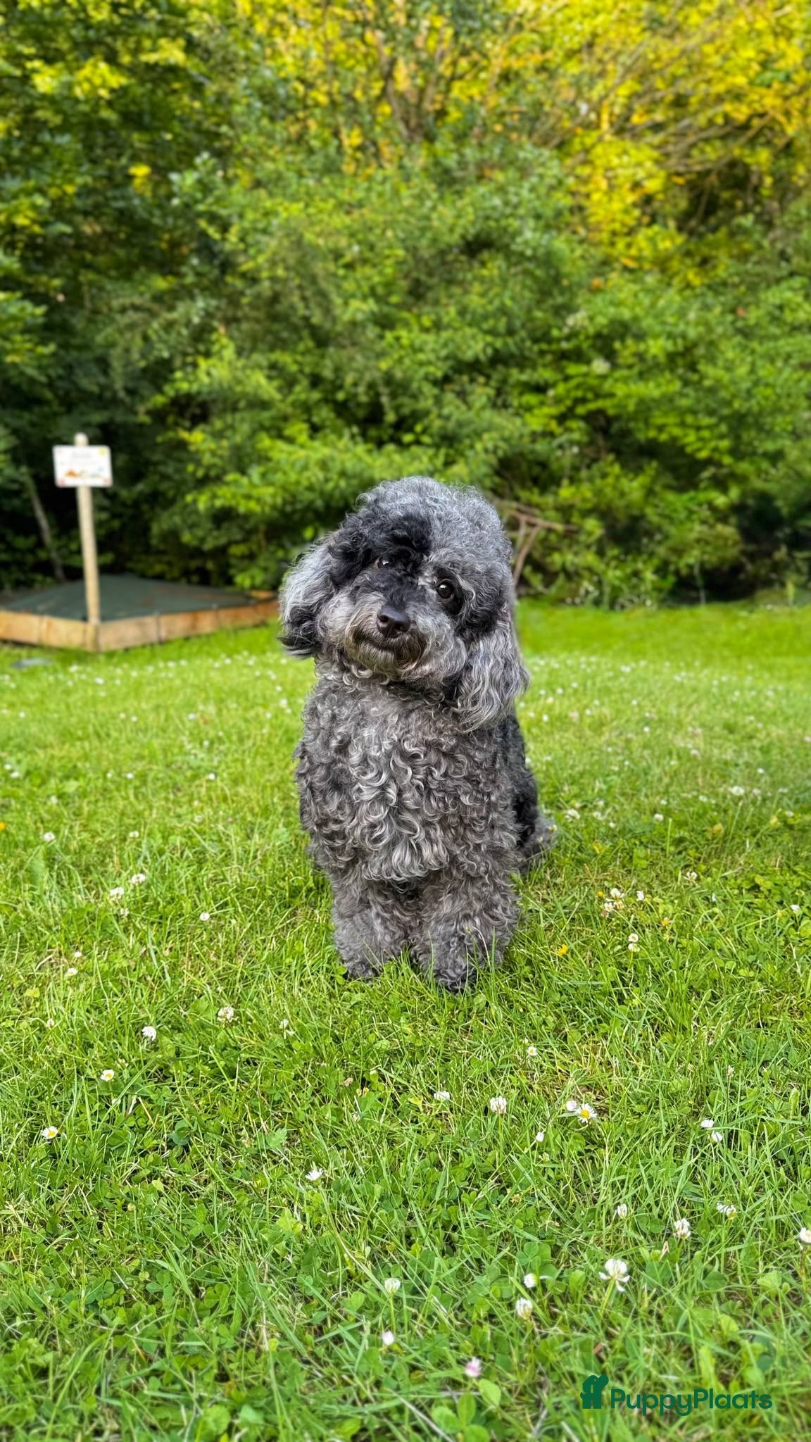 Poedel Toy honden Toypoedel Merle reu met stamboom en paspoort - Advertentie 2