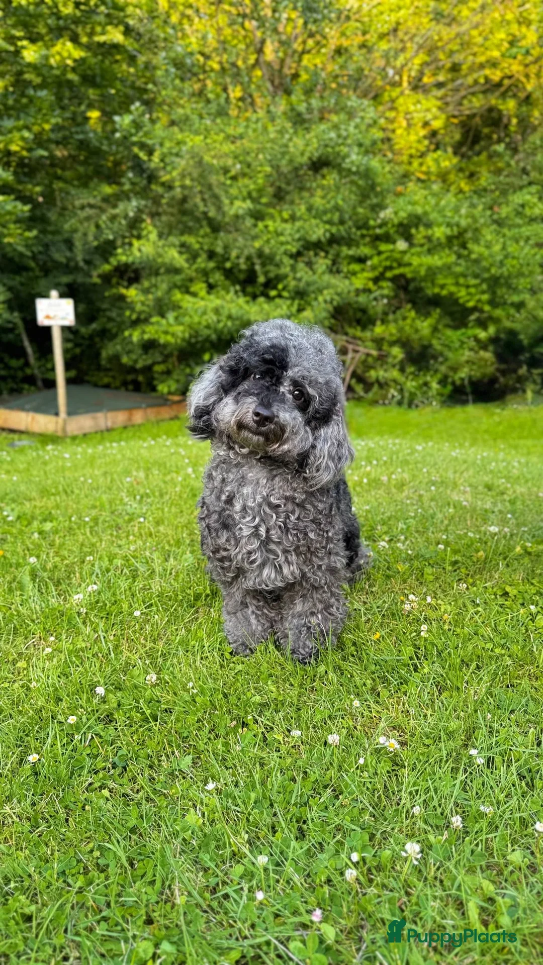 Poedel Toy honden te koop: Toypoedel Merle reu met stamboom en paspoort - Advertentie 1