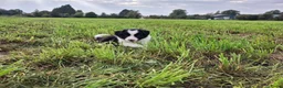 Border Collie honden te koop: Border collie puppy's in Oude Pekela - Advertentie 4