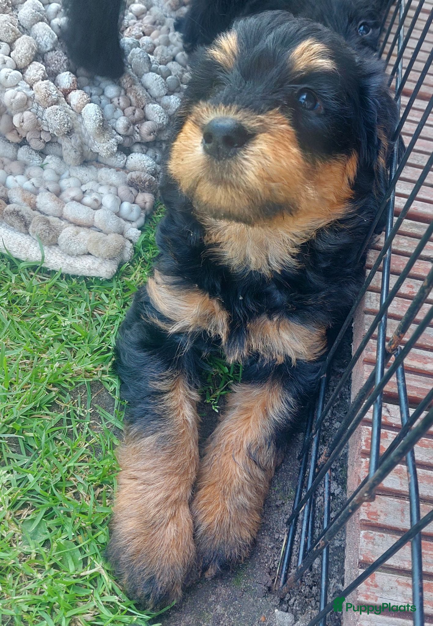 Labradoodle honden Labradoodle puppie's Reutjes en Teefjes. - Advertentie 13