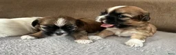 Shih Tzu honden te koop: Shih tzu pups  - Advertentie 3