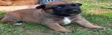 Mechelse Herder 2
